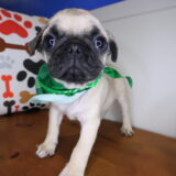 Drago Pug 04