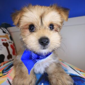 Dude Morkie 01