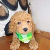 Dudley Poodle 01