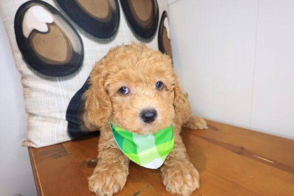 Dudley Poodle 01