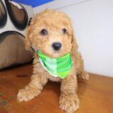 Dudley Poodle 02