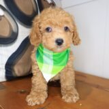 Dudley Poodle 04