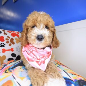 Dug Goldendoodle 01 Dug Goldendoodle 01