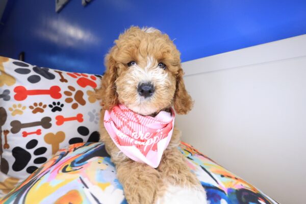 Dug Goldendoodle 01