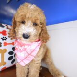 Dug Goldendoodle 02