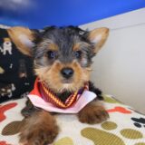 Dusk Yorkshire Terrier 01