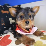 Dusk Yorkshire Terrier 03