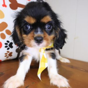 Eli Cavalier King Charles Spaniel 01 Eli Cavalier King Charles Spaniel 01