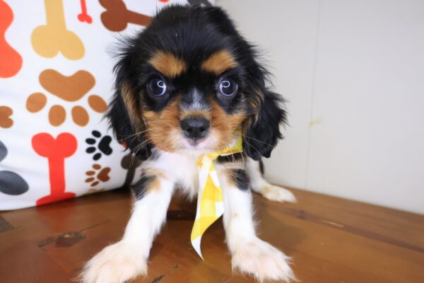 Eli Cavalier King Charles Spaniel 01