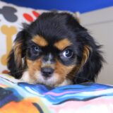Eli Cavalier King Charles Spaniel 02