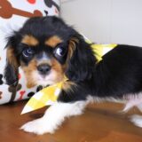 Eli Cavalier King Charles Spaniel 03