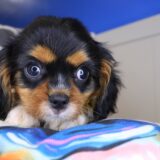 Eli Cavalier King Charles Spaniel 04