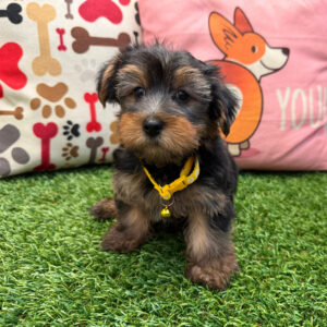 Eli Yorkshire Terrier 01 Eli Yorkshire Terrier 01