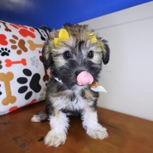 Eloise Shihpoo 01 Eloise Shihpoo 01