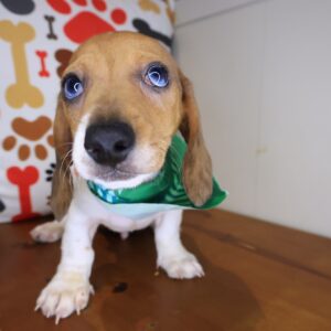 Elson Dachshund 01 Elson Dachshund 01
