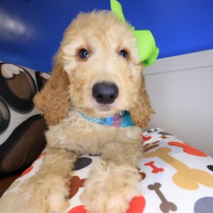 Fancy Pants Goldendoodle 01 Fancy Pants Goldendoodle 01