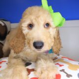 Fancy Pants Goldendoodle 04