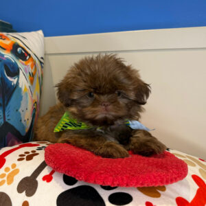 Finn Shih Zzu 01 Finn Shih Zzu 01