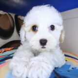 Finnian Maltipoo 01