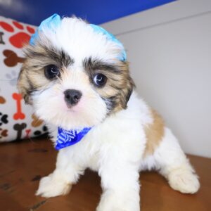 Gizzy Shih Tzu 01 Gizzy Shih Tzu 01