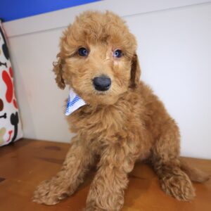 Goalie Goldendoodle 01 Goalie Goldendoodle 01