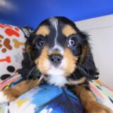 Goofy Cavalier King Charles Spaniel 01