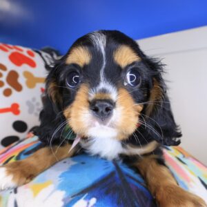 Goofy Cavalier King Charles Spaniel 01 Goofy Cavalier King Charles Spaniel 01