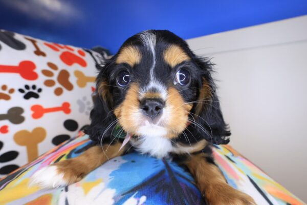 Goofy Cavalier King Charles Spaniel 01