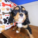 Goofy Cavalier King Charles Spaniel 02