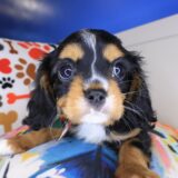 Goofy Cavalier King Charles Spaniel 03