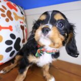 Goofy Cavalier King Charles Spaniel 04