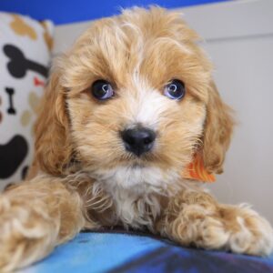 Gringo Cockapoo 01 Gringo Cockapoo 01