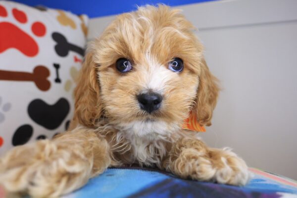 Gringo Cockapoo 01