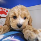 Gringo Cockapoo 03