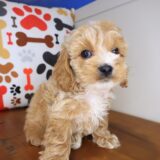 Gringo Cockapoo 04