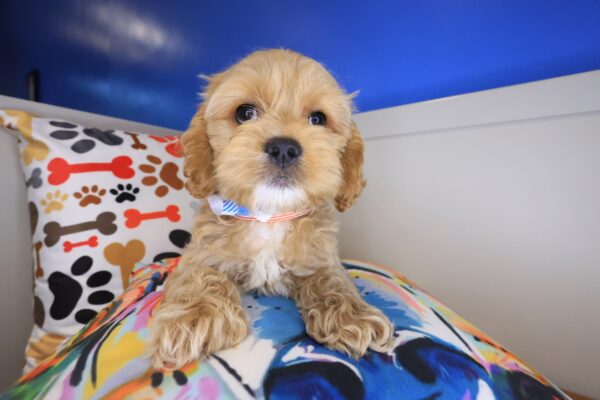 Gunner Cockapoo 01