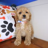 Gunner Cockapoo 02