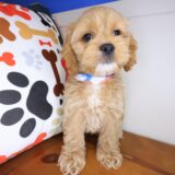 Gunner Cockapoo 04