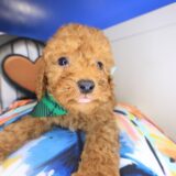 Gusto Cavapoo 01