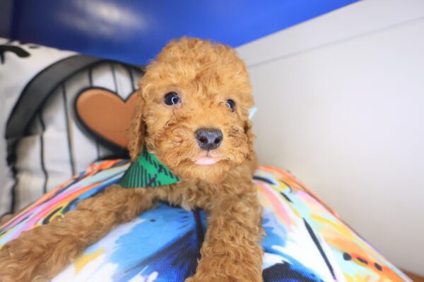 Gusto Cavapoo 01