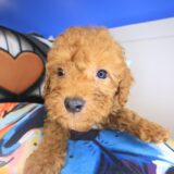 Gusto Cavapoo 02