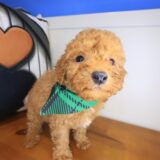 Gusto Cavapoo 03