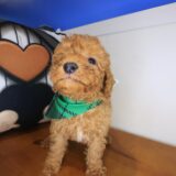 Gusto Cavapoo 04