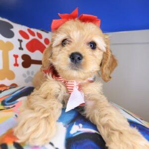 Gypsy Cockapoo 01 Gypsy Cockapoo 01