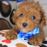 Huckleberry Poodle 01