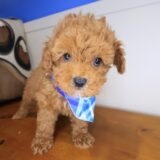 Huckleberry Poodle 02