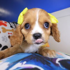 Iggy Cavalier King Charles Spaniel 01 Iggy Cavalier King Charles Spaniel 01