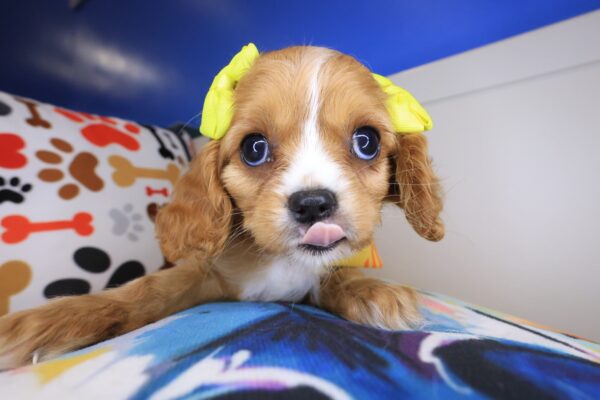 Iggy Cavalier King Charles Spaniel 01