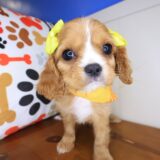 Iggy Cavalier King Charles Spaniel 02