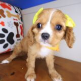 Iggy Cavalier King Charles Spaniel 03